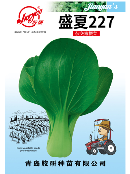 盛夏227——油菜